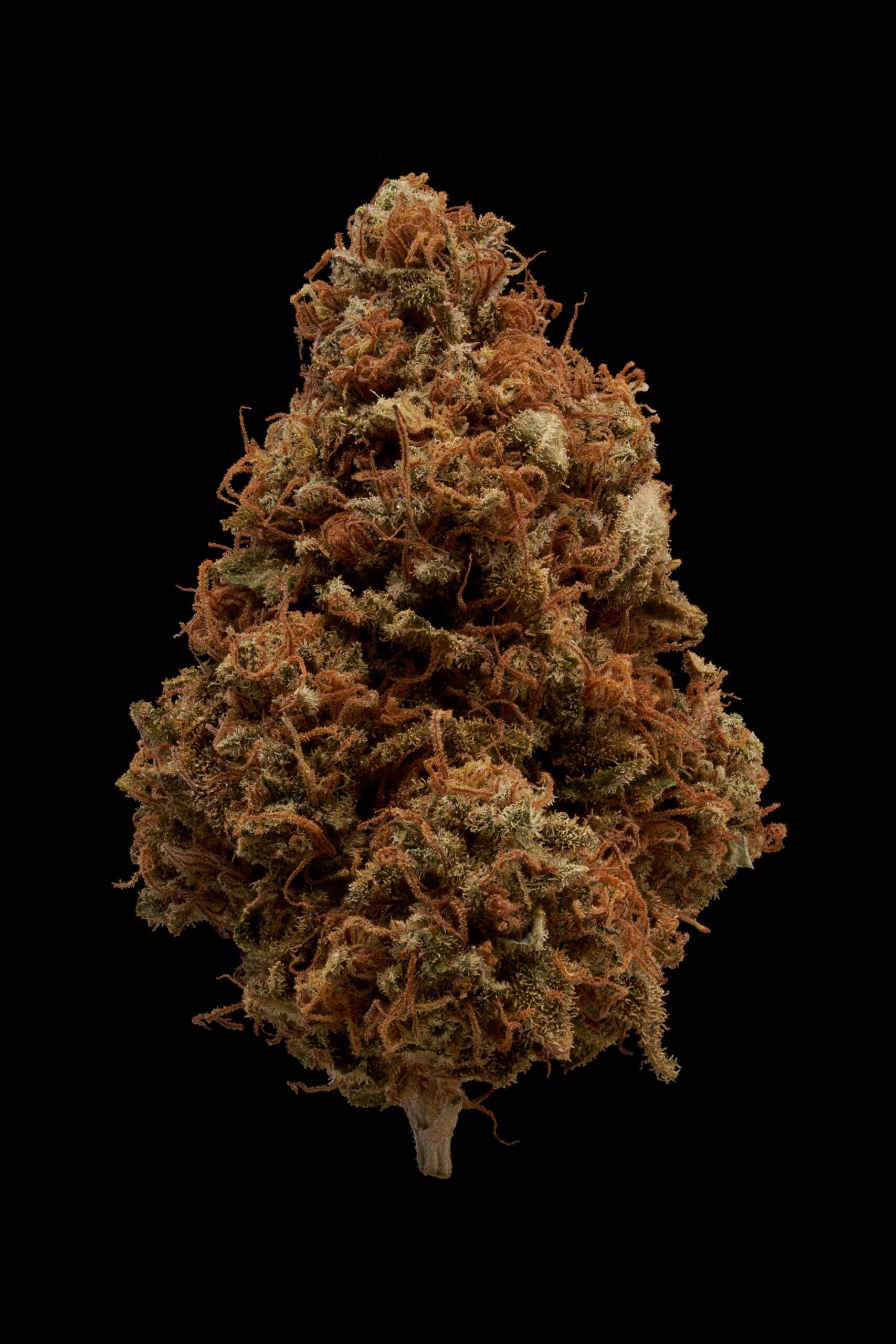 Space Papa F2 - Image 3